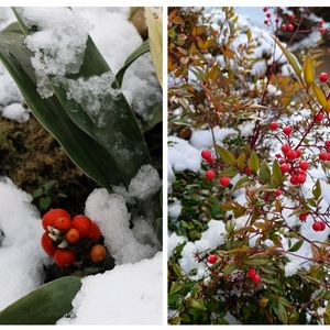 オモト,万年青,南天(なんてん),雪景色,師走の画像