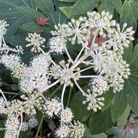 ツワブキ,ドウダンツツジ,モミジ,ヤツデ,イヌビワの画像