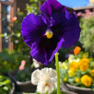 ベランダの画像