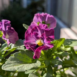 サントリー　ミルフル,我が家の花達,ベランダの画像