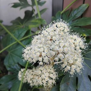 ヤツデの花,ベランダ,庭の画像