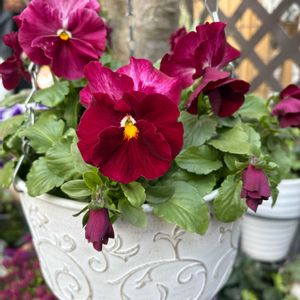 小さな庭の画像