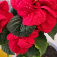 ポインセチアの画像