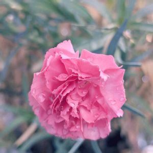 カーネーション,カーネーション,ベランダガーデニング,ピンクの画像