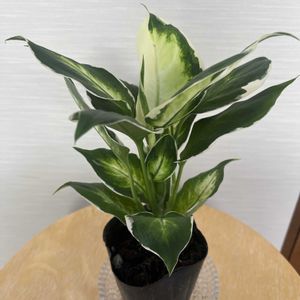 観葉植物,斑入り葉っぱ,PR,植物大好き,植物は癒しの画像