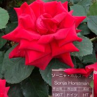 バラ,薔薇,バラ ハーモニー,薔薇フリージア,バラ モナリザの画像