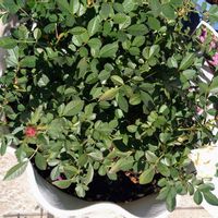 バラ,姫バラ,姫バラ ワンダー ファイブ,ワンダーファイブ,小さな花の画像