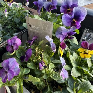 パンジー・ビオラ,多肉植物寄せ植え,ガーデニング,多肉植物のある暮らし,お花とグリーンのある暮らしの画像