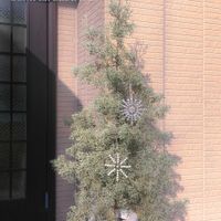 ブルーアイス,コニファー,コニファー ブルーアイス,クリスマスツリー,ツリーの画像