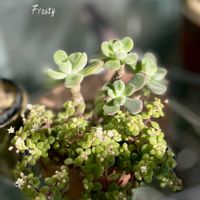 フロスティー,多肉植物,多肉寄せ植え,多肉植物のある暮らし,フロスティーヌの画像