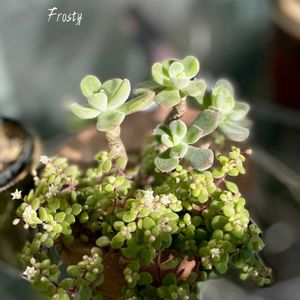 フロスティー,多肉植物,多肉寄せ植え,多肉植物のある暮らし,フロスティーヌの画像