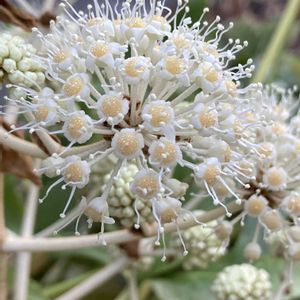 ヤツデ,ヤツデ,公園,花壇,ガーデニングの画像