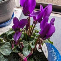 ガーデンシクラメン,モンステラ斑入り,ナガコガネグモの卵嚢,リビング窓辺,アルストロメリア♡の画像