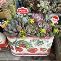 多肉植物,多肉大好き,多肉棚,多肉植物の紅葉,多肉植物のある暮らしの画像