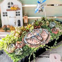 寄せ植え,多肉植物,多肉寄せ植え,ガーデニング,GSのみなさんに感謝♡の画像