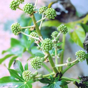 ヤツデ,花のある暮らし,今日のお花,かわいいお花,自然に感謝の画像