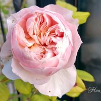 バラ,花のある暮らし,育てる楽しみ,ばら バラ 薔薇の画像