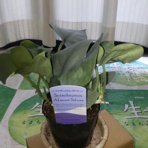 スキンダプサス,栽培記録,愛知豊明花き地方卸売市場,和室,ベランダの画像