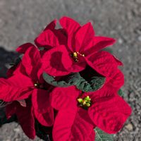 ポインセチア,ポインセチア　クリスマスマウス,ポインセチア　クリスマスマウスの画像