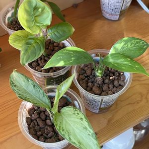 サトイモ科,ディフェンバキア,ディフェンバキア,観葉植物,ハイドロカルチャーの画像