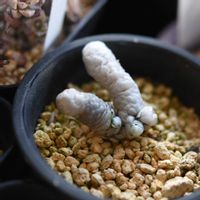 アボニア　パピラケア,植中毒,岩手県,東北,花の15年組の画像