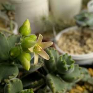 熊童子,北海道,北海道タニラーの画像