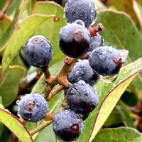 シャリンバイ,お出かけ先にての画像