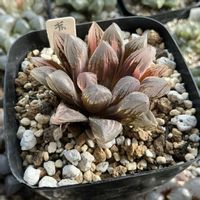 オブツーサ,ハオルチア,赤い鳥,多肉植物,軟葉系ハオルチアの画像