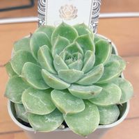 多肉植物,多肉大好き,多肉中毒,アパートの画像