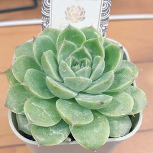 多肉植物,多肉大好き,多肉中毒,アパートの画像