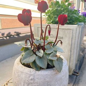 ガーデンシクラメン,シクラメン スノーショコラ,シクラメン スノーショコラ,ベランダガーデン,ガーデニングの画像