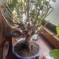 梅・玉牡丹,梅・玉牡丹,盆栽の画像