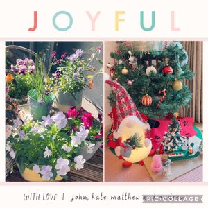 ビオラ・ももか,ベランダガーデン,ガーデニング,バルコニー/ベランダ,テラスの画像