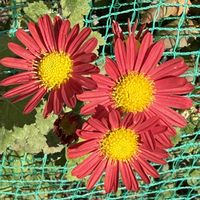 キク,キク(菊の花),ご近所さん,元気です,wakuwakuの画像