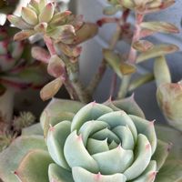 天使の雫,エケベリア ラズアガ,ミックスベリア　ブルーベリームーン,アローンスター,多肉寄せ植えの画像