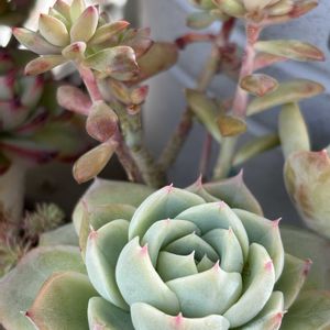 天使の雫,エケベリア ラズアガ,ミックスベリア　ブルーベリームーン,アローンスター,多肉寄せ植えの画像