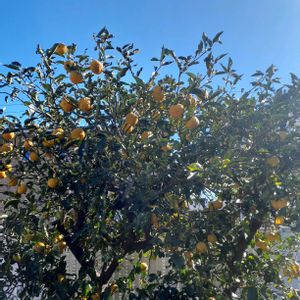 ハンスゲーネバイン,花ゆず,ウエディングベルズ,バラ リュート,手作りの庭の画像