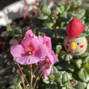 我が家の花壇,GSのみなさんに感謝♡,がんばろう熊本！,がんばろう福島,被災地にエールを…。の画像