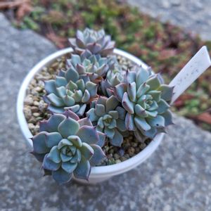 ノバヒネリアナ,子株,エケベリア属,多肉女子,栃木タニラーの画像