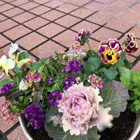 寄せ植え,いつもありがとう♡,お気に入りの園芸店,葉牡丹の寄せ植え,ビオラ・パンジーの画像