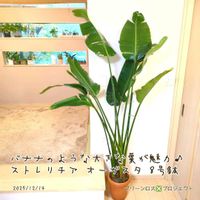 ストレリチア オーガスタ,オーガスタ,オーガスタ,鉢植え,簡単の画像