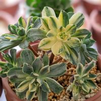 愛染錦,アエオニウム,多肉中毒,多肉女子,HTCの画像