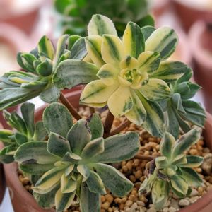 愛染錦,アエオニウム,多肉中毒,多肉女子,HTCの画像