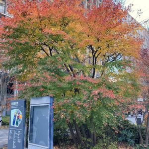モミジ,紅葉,イロハモミジ,公園,花壇の画像