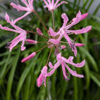 ネリネ,スマホ撮影,世界平和,ミッチの会,玄関アプローチの画像