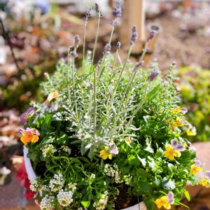 アリッサム,シクラメン,ラベンダー,ビオラ,寄せ植えの画像