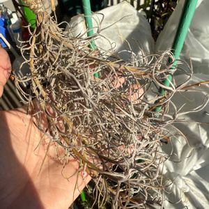 チランジア,エアプランツの画像