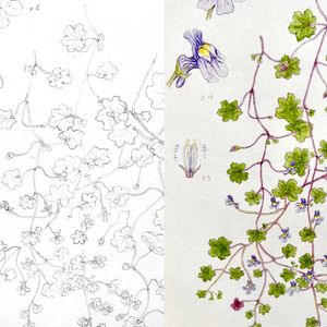 グランドカバー,ボタニカルアート,帰化植物,名前の由来,植物画の画像