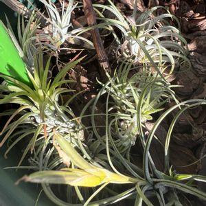 チランジア,イオナンタ,エアプランツの画像