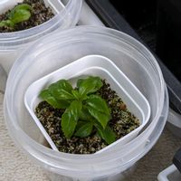 挿し木,てまりてまり,紫陽花 アジサイ あじさい,今日の一枚,おうち園芸の画像